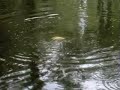 albino catfish