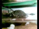 These are my two turtles in their aquarium. Jo, the bigger one (on the right) is a trachemys scripta troostii; Flo, the smaller one (on the left) is a trachemys scripta scripta.