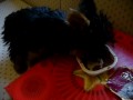 Yan Yan and Lay Chi Navidad 2009 (2/3)