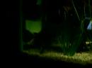 murray cod V yabbie murray cod V yabbie