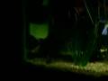 murray cod V yabbie