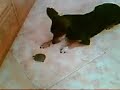 Bimbo y la tortuga, � que ser� esto?