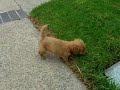 Waffle the goldendoodle puppy playing outside