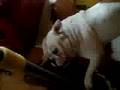Zepp is gek...