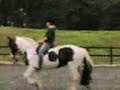 Flatwork lesson on Zara