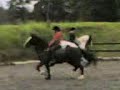 Flatwork lesson on Zara