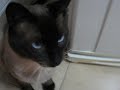 napy  alça da camera xata