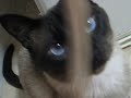 napy  alça da camera xata