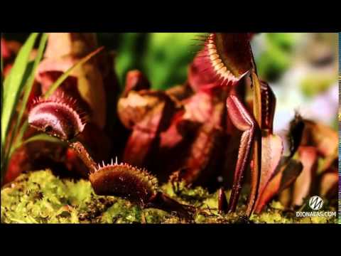 Венерина мухоловка - Дионея (Dionaea muscipula)