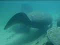 SWFLPC kayak & manatee encounter - Weeki Wachee River SWFLPC kayak & manatee encounter - Weeki Wachee River