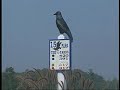 Crow Creek Golf Course - near Myrtle Beach, SC Crow Creek Golf Course - near Myrtle Beach, SC