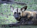 Selous Game Reserve - YouTube