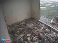 S2 Plucks A Pigeon Feeds Hope Beak To Beak And Sings