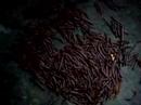 Millipedes