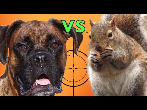 Brock the Boxer: The SQUIRREL STORY!!!