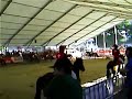 Pferdemesse Wels 2007