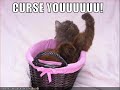 Most Epic Cat Movie Ever
