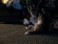 Cubby attacks camera