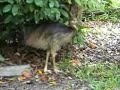 Cassowary Chicks - Bingil Bay Cassowary Chicks - Bingil Bay