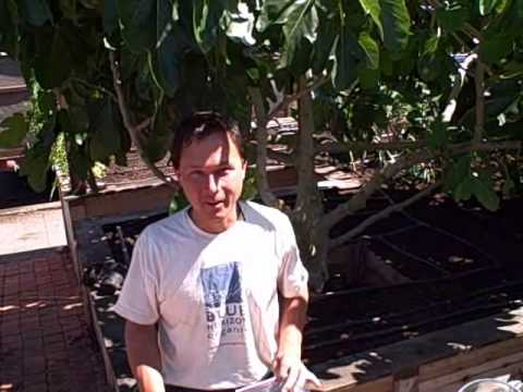 how to fertilize arugula