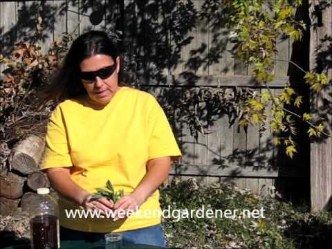 how to cut and replant geraniums