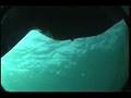 palamos underwater