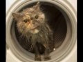 These are those Speaking animals and/or pets that some LOVE TO HATE depends on YOU the viewer... our vids have had over 23 million viewers so far around the world... so are the talking animals funny, or just plain STUPID?...Enjoy !