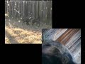 Pups Test Dog Camera Pups Test Dog Camera