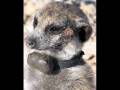 videos de Meerkat Manor's Machu Pichu Whiskers!