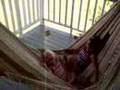The Holzemer Hammock Swing