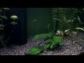 Acuario 60l amazónico. Especies.