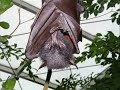 Fledervieh, Sch�nbrunn