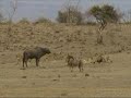 Pride of Lions Take on a Cape Buffalo in Kenya Oct 2009