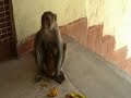 Monkeys of Gangotri 2007