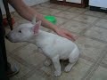 Pigor bullterrier aged 3 months