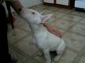 Pigor bullterrier aged 3 months