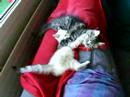 Katzenkinder 2 Katzenkinder 2
