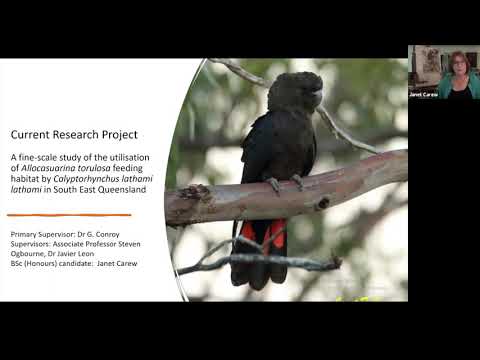 <p>Glossy Black-Cockatoo Research at the University of the Sunshine Coast (USC) and the role of Citizen Scientists</p>
 video thumbnail