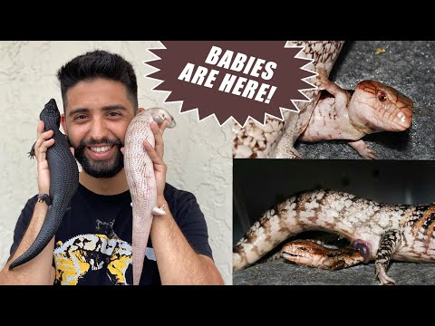 YouTube reptile video