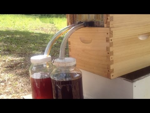 how to collect honey from hive