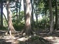  Jungle at Havelock Island Beach Nr. 7 - Nicobar Islands India