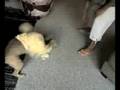 Dog vs a towel