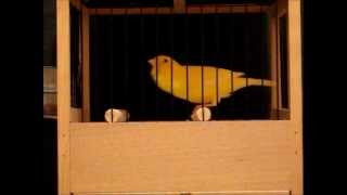 Kanarki Harceńskie - Czeladź 2012 - Część 6 