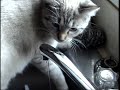 Kitcat Plays with Water