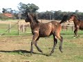 2 colts at qurantine