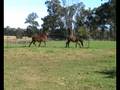 2 colts at qurantine