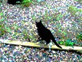 Psychedeli-Cat Psychedeli-Cat