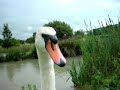Swan Hissing