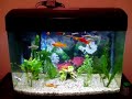 Vida de peixe (aquário de 105 litros) 