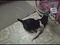 crazy cats mine plese cmmet thanks and im changing the title
